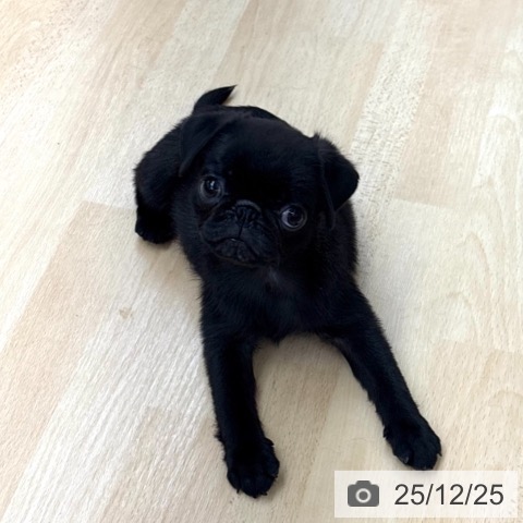 京都府のパグ (ペットプラス 醍醐店/2025年9月30日生まれ/男の子/ブラック)の子犬の4枚目の画像