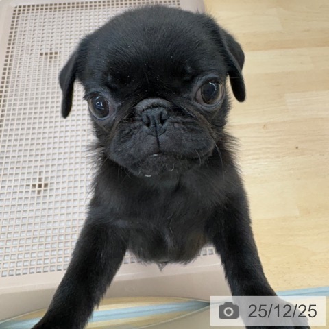京都府のパグ (ペットプラス 醍醐店/2025年9月30日生まれ/男の子/ブラック)の子犬の3枚目の画像