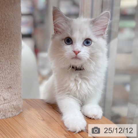 ラグドールの写真