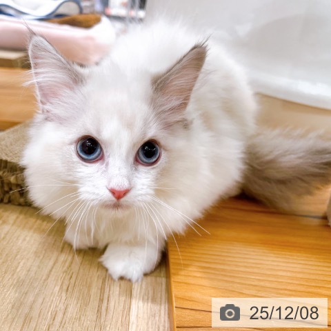 ラグドールの写真