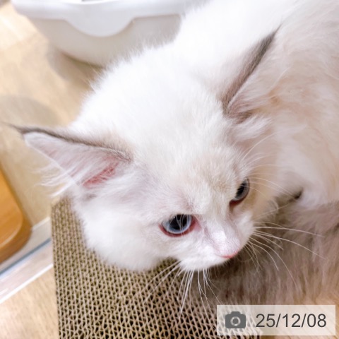 ラグドールの写真