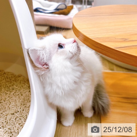 ラグドールの写真