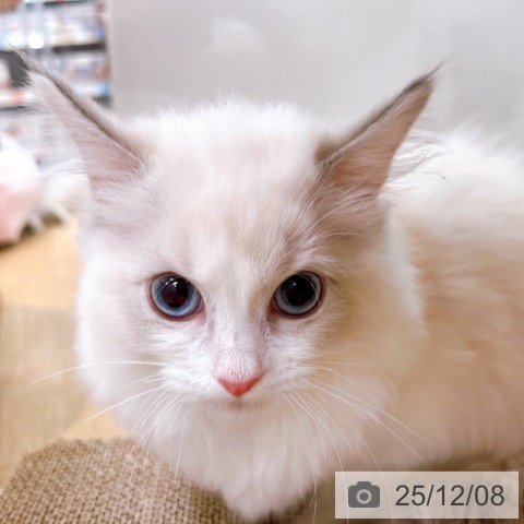 ラグドールの写真