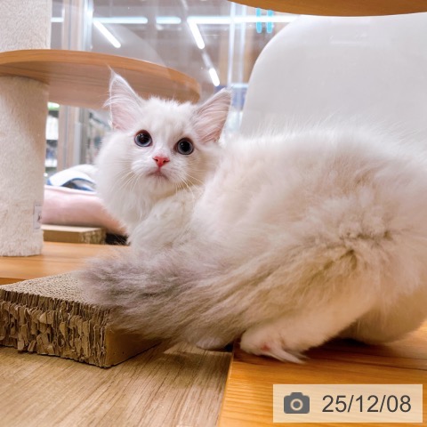 ラグドールの写真