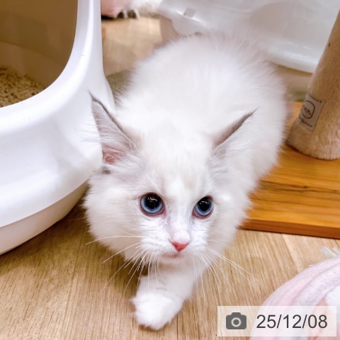 ラグドールの写真