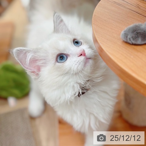 ラグドールの写真