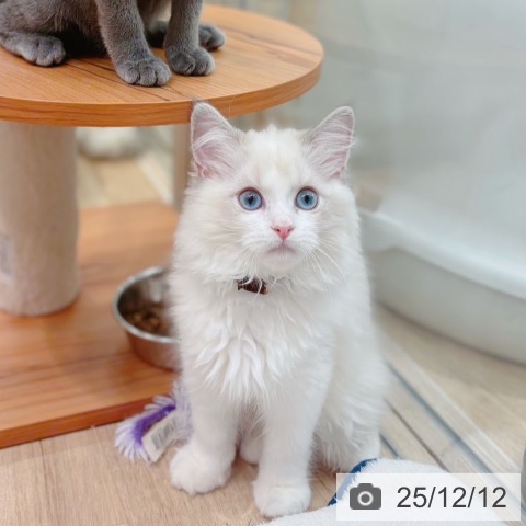 ラグドールの写真