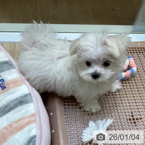 大阪府のマルチーズ (ペットプラス 堺北花田店/2025年10月9日生まれ/女の子/ホワイト)の子犬の4枚目の画像