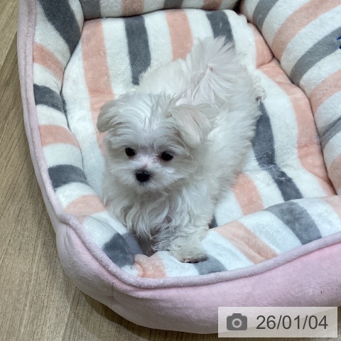 大阪府のマルチーズ (ペットプラス 堺北花田店/2025年10月9日生まれ/女の子/ホワイト)の子犬の3枚目の画像