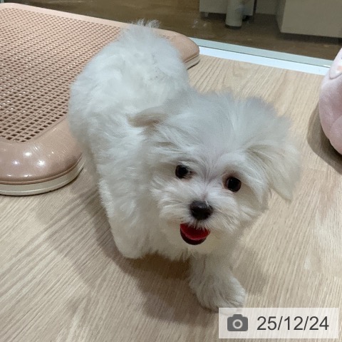 大阪府のマルチーズ (ペットプラス 堺鉄砲町店/2025年10月9日生まれ/男の子/ホワイト)の子犬の4枚目の画像