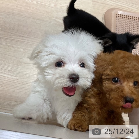 大阪府のマルチーズ (ペットプラス 堺鉄砲町店/2025年10月9日生まれ/男の子/ホワイト)の子犬の3枚目の画像