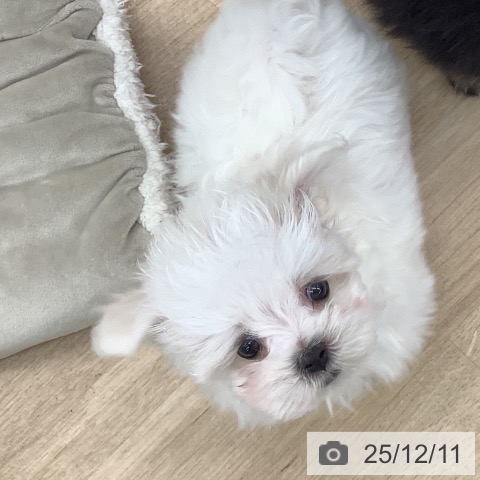 マルチーズの写真