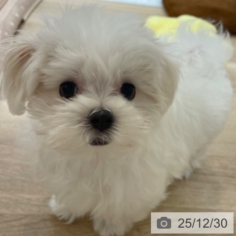 大阪府のマルチーズ (ペットプラス 大阪ドームシティ店/2025年10月9日生まれ/男の子/ホワイト)の子犬の4枚目の画像