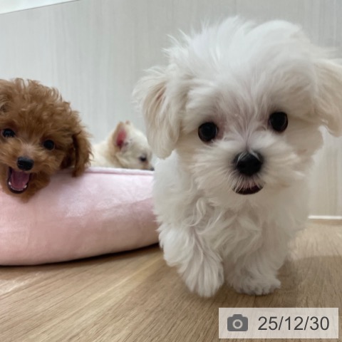 大阪府のマルチーズ (ペットプラス 大阪ドームシティ店/2025年10月9日生まれ/男の子/ホワイト)の子犬の4枚目の画像