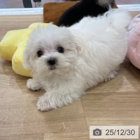大阪府のマルチーズ (ペットプラス 大阪ドームシティ店/2025年10月9日生まれ/男の子/ホワイト)の子犬の3枚目の画像