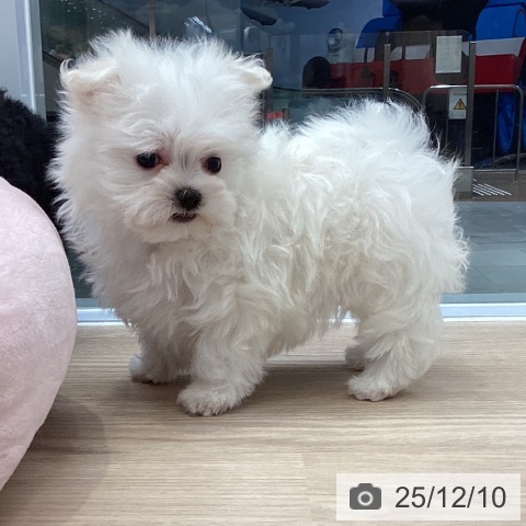 大阪府のマルチーズ (ペットプラス ららぽーと和泉店/2025年10月9日生まれ/女の子/ホワイト)の子犬の4枚目の画像