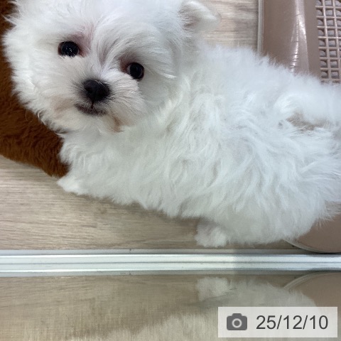 大阪府のマルチーズ (ペットプラス ららぽーと和泉店/2025年10月9日生まれ/女の子/ホワイト)の子犬の3枚目の画像