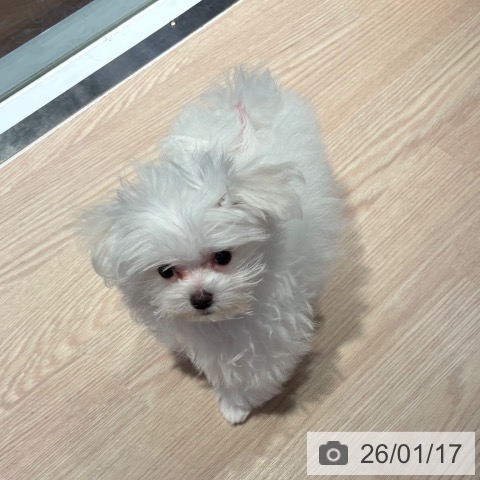 和歌山県のマルチーズ (ペットプラス 和歌山店/2025年10月9日生まれ/女の子/ホワイト)の子犬の3枚目の画像