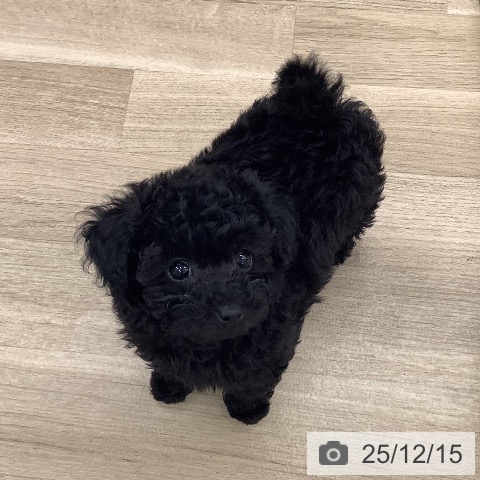 大阪府のトイプードル(トイ) (ペットプラス りんくう泉南店/2025年10月8日生まれ/女の子/ブラック)の子犬の4枚目の画像