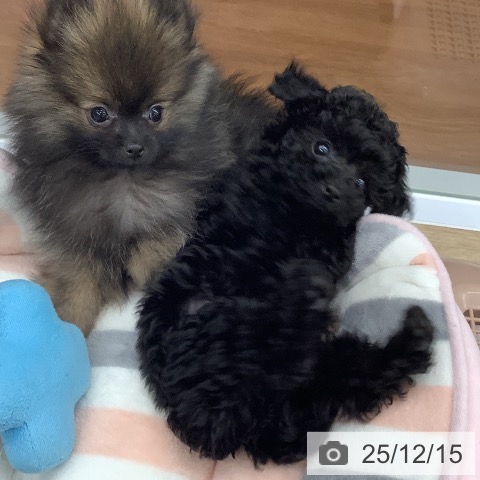 大阪府のトイプードル(トイ) (ペットプラス りんくう泉南店/2025年10月8日生まれ/女の子/ブラック)の子犬の3枚目の画像