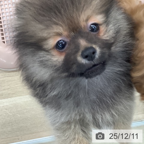 ポメラニアンの写真