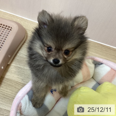 ポメラニアンの写真