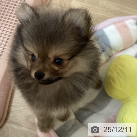 ポメラニアンの写真