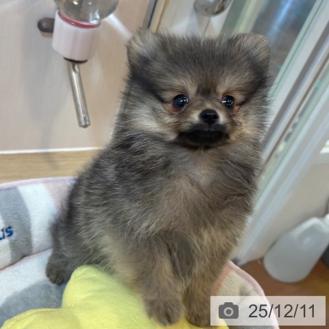 ポメラニアンの写真