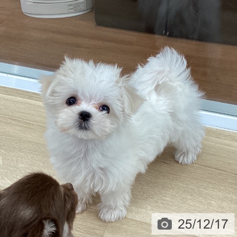 大阪府のマルチーズ (ペットプラス りんくう泉南店/2025年10月9日生まれ/女の子/ホワイト)の子犬の3枚目の画像