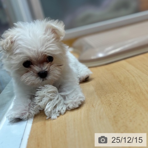 奈良県のマルチーズ (ペットプラス 大和郡山店/2025年10月9日生まれ/男の子/ホワイト)の子犬の3枚目の画像
