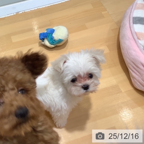 マルチーズの写真
