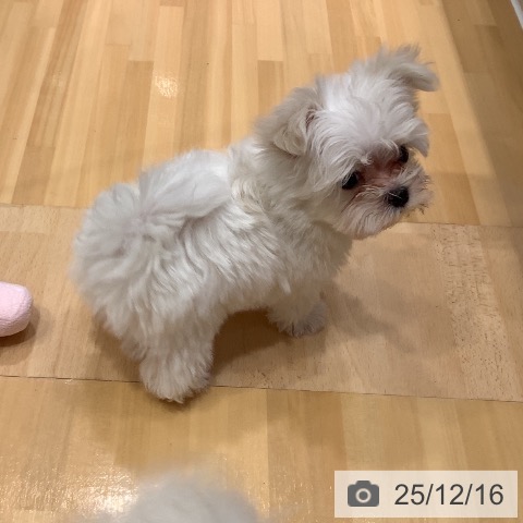 マルチーズの写真