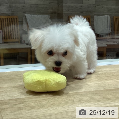 大阪府のマルチーズ (ペットプラス 四條畷店/2025年10月9日生まれ/男の子/ホワイト)の子犬の4枚目の画像