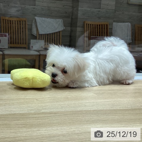 大阪府のマルチーズ (ペットプラス 四條畷店/2025年10月9日生まれ/男の子/ホワイト)の子犬の3枚目の画像