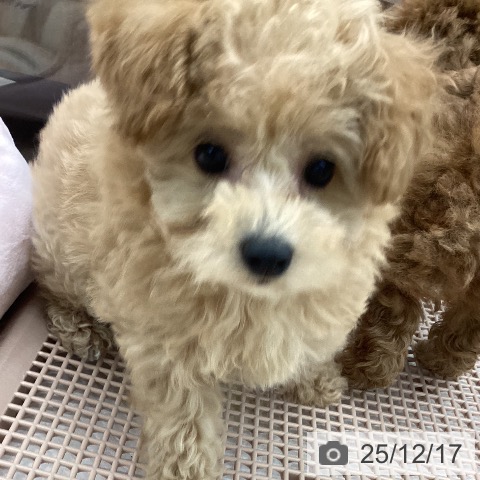 大阪府のトイプードル(トイ) (ペットプラス りんくう泉南店/2025年10月10日生まれ/男の子/アプリコット)の子犬の4枚目の画像