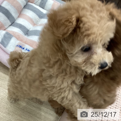 大阪府のトイプードル(トイ) (ペットプラス りんくう泉南店/2025年10月10日生まれ/男の子/アプリコット)の子犬の3枚目の画像