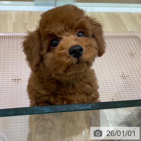 大阪府のトイプードル(トイ) (ペットプラス 堺北花田店/2025年10月8日生まれ/男の子/レッド)の子犬の3枚目の画像