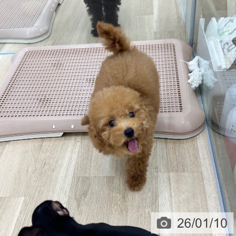 大阪府のトイプードル(トイ) (ペットプラス 松原店/2025年10月8日生まれ/男の子/レッド)の子犬の4枚目の画像