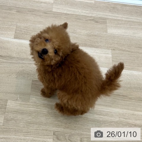 大阪府のトイプードル(トイ) (ペットプラス 松原店/2025年10月8日生まれ/男の子/レッド)の子犬の3枚目の画像