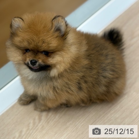 京都府のポメラニアン (ペットプラス 京都桂川店/2025年10月9日生まれ/男の子/オレンジ)の子犬の4枚目の画像
