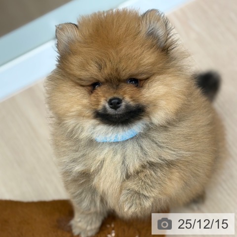 京都府のポメラニアン (ペットプラス 京都桂川店/2025年10月9日生まれ/男の子/オレンジ)の子犬の3枚目の画像