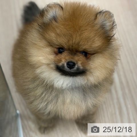 京都府のポメラニアン (ペットプラス 京都桂川店/2025年10月9日生まれ/男の子/オレンジ)の子犬の3枚目の画像