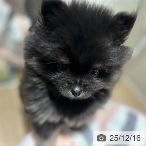 兵庫県のポメラニアン (ペットプラス 神戸三宮店/2025年10月9日生まれ/男の子/ブラックタン)の子犬の4枚目の画像