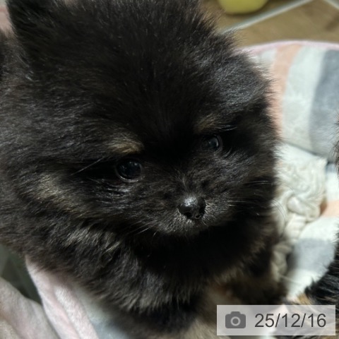 兵庫県のポメラニアン (ペットプラス 神戸三宮店/2025年10月9日生まれ/男の子/ブラックタン)の子犬の3枚目の画像