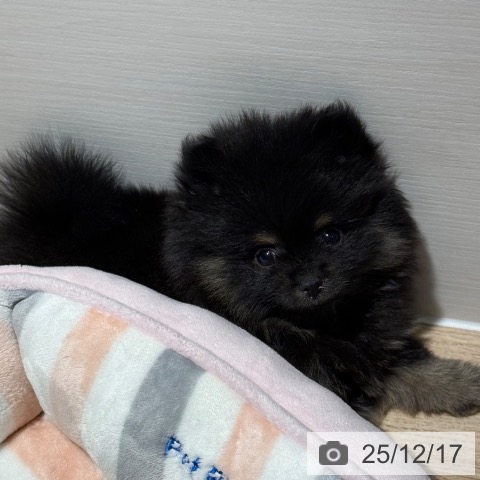兵庫県のポメラニアン (ペットプラス 神戸三宮店/2025年10月9日生まれ/男の子/ブラックタン)の子犬の3枚目の画像