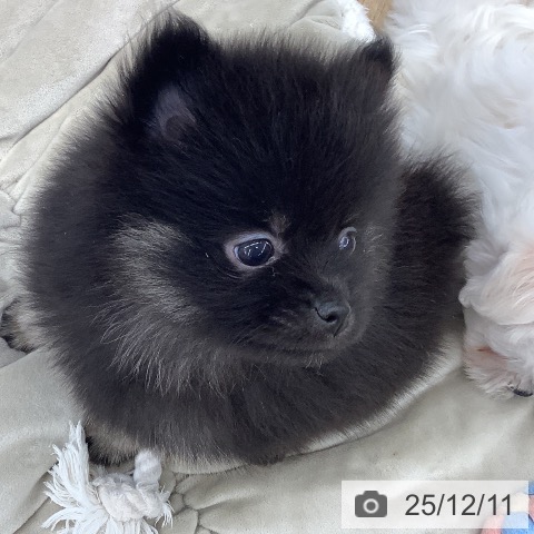 大阪府のポメラニアン (ペットプラス りんくう泉南店/2025年10月9日生まれ/女の子/ブラックタン)の子犬の4枚目の画像