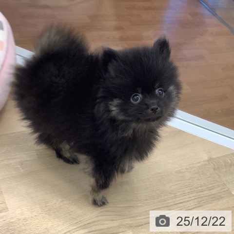 大阪府のポメラニアン (ペットプラス りんくう泉南店/2025年10月9日生まれ/女の子/ブラックタン)の子犬の3枚目の画像