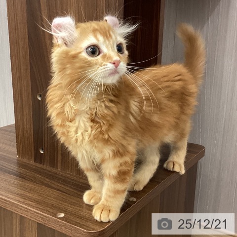 新潟県のアメリカンカール (ペットプラス 新潟南店/2025年9月29日生まれ/女の子/レッドタビー)の子猫の3枚目の画像