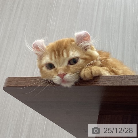 新潟県のアメリカンカール (ペットプラス 新潟南店/2025年9月29日生まれ/女の子/レッドタビー)の子猫の4枚目の画像