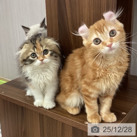 新潟県のアメリカンカール (ペットプラス 新潟南店/2025年9月29日生まれ/女の子/レッドタビー)の子猫の3枚目の画像